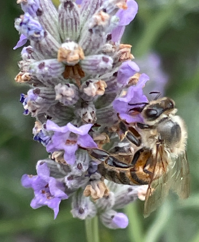 Pollinator Garden Design: A colorful floral layout for any garden