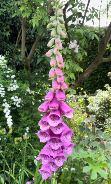 Pollinator Garden Design: A colorful floral layout for any garden