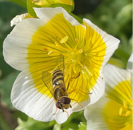 Pollinator Garden Design: A colorful floral layout for any garden