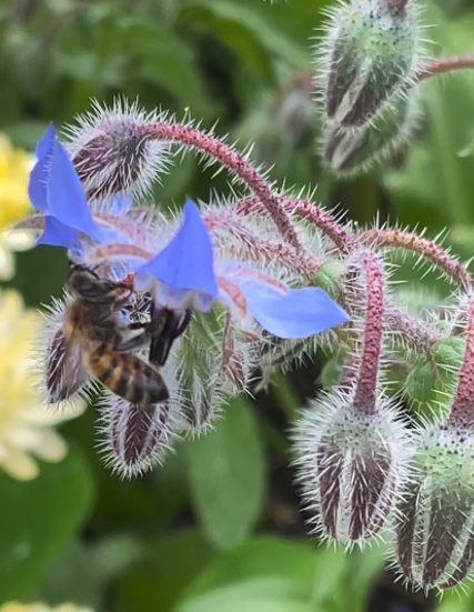 Pollinator Garden Design: A colorful floral layout for any garden
