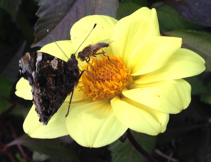 Pollinator Garden Design: A colorful floral layout for any garden