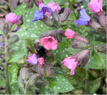 Pollinator Garden Design: A colorful floral layout for any garden