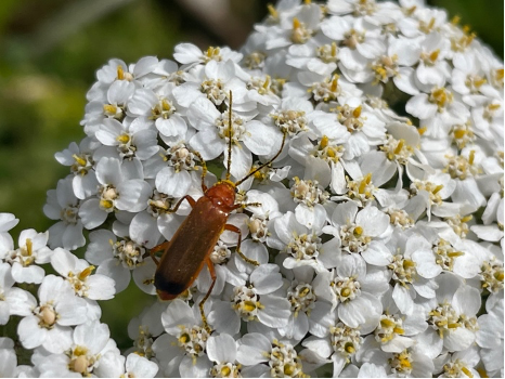 Pollinator Garden Design: A colorful floral layout for any garden