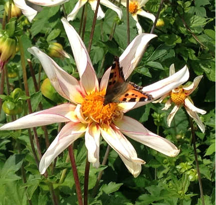 Pollinator Garden Design: A colorful floral layout for any garden