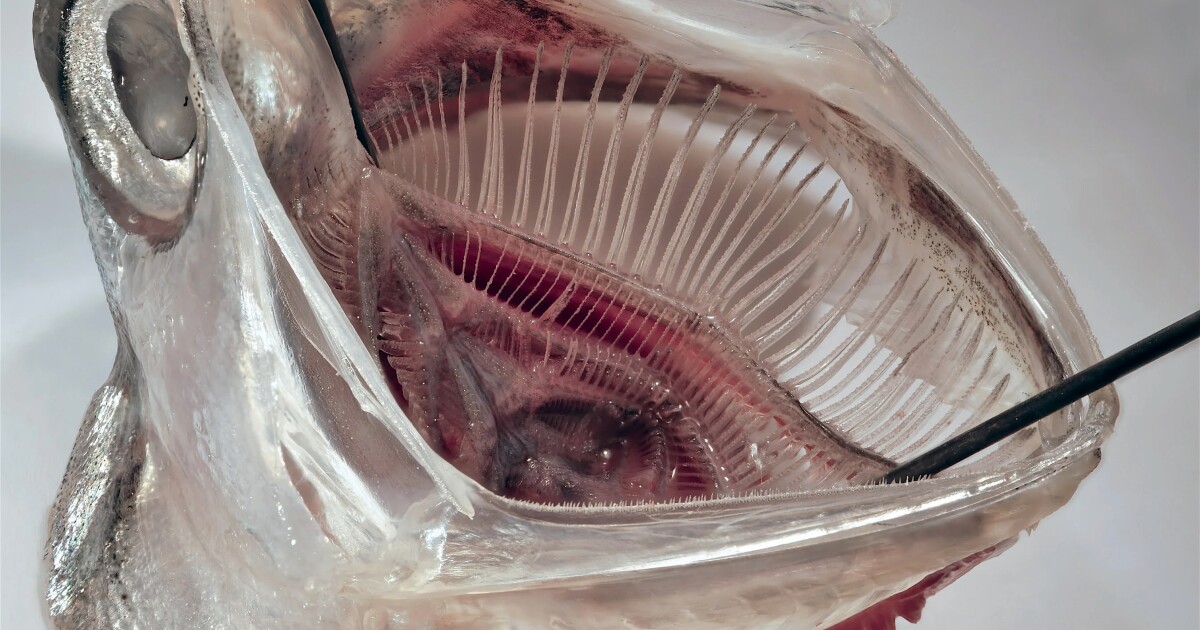 The anchovy-inspired filter cleans microplastics from laundry